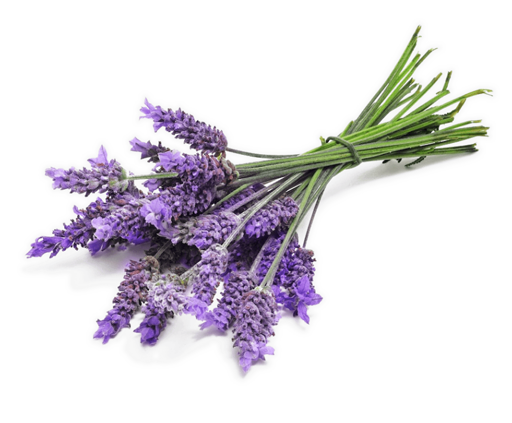 Lavender - decoration image